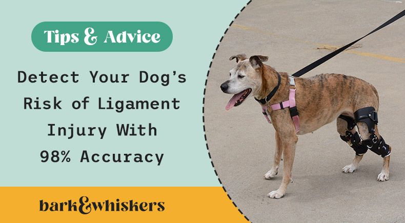 dog CCL injury risk
