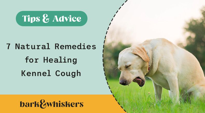 dog kennel cough natural remedies
