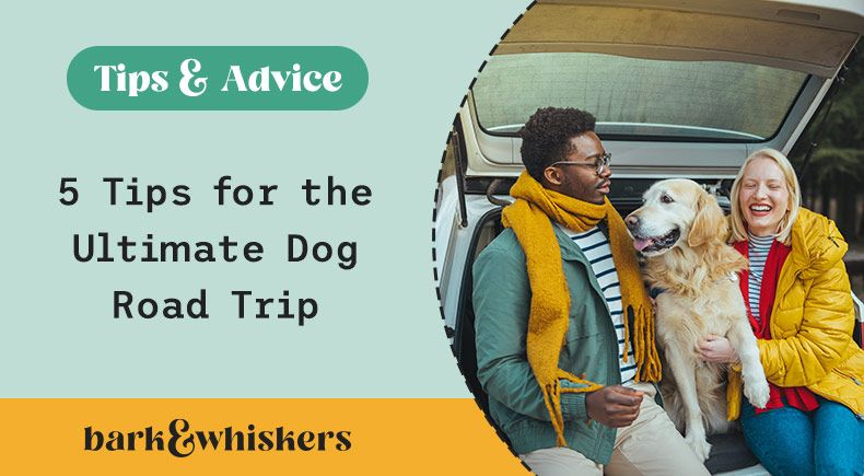 dog road trip tips