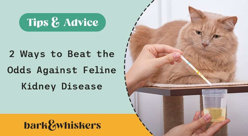 feline chronic kidney disease