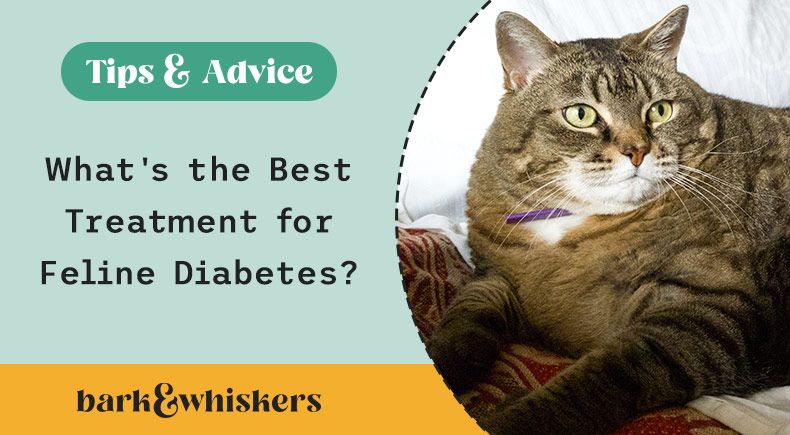 What's the Best Treatment for Feline Diabetes?