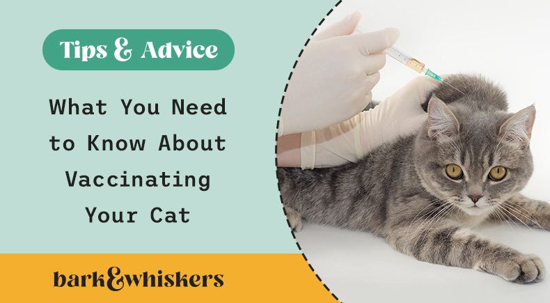 feline vaccination guidelines