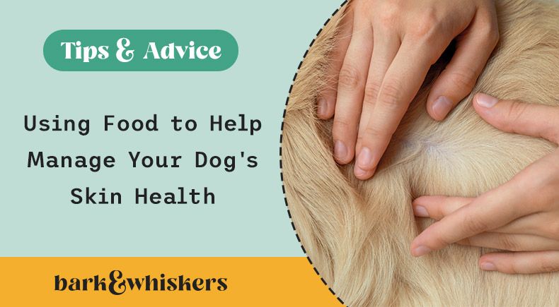 food for dog skin health