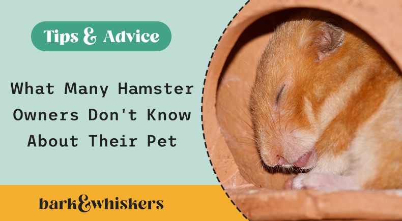 hamsters hibernate