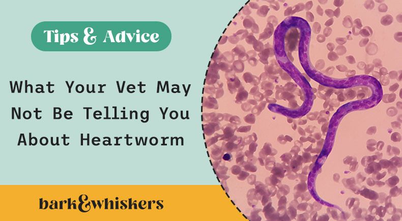 heartworm in pets