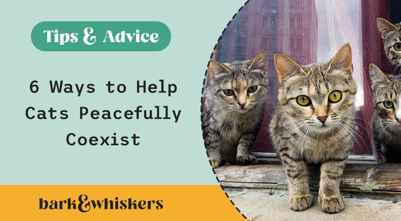 how to help cats get along