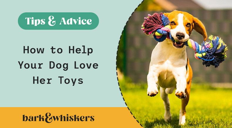how to help your dog love her toys