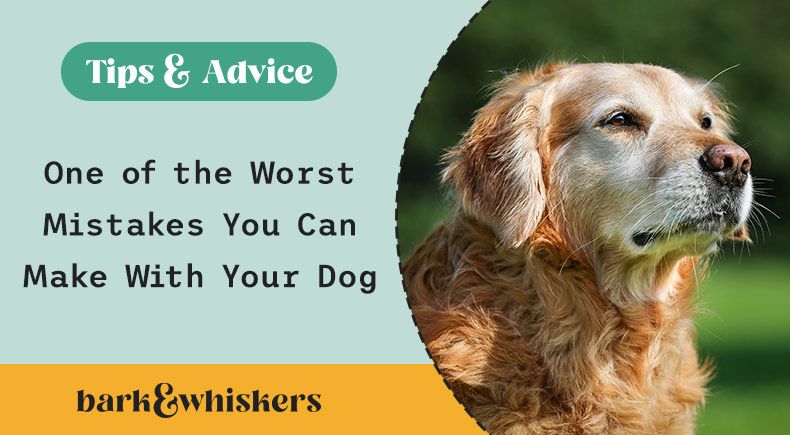 how to keep senior dogs healthy