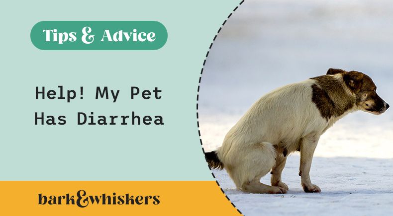 how to stop pet diarrhea