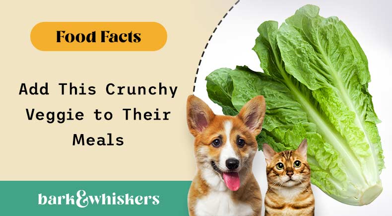 can you feed romaine lettuce to your pet?