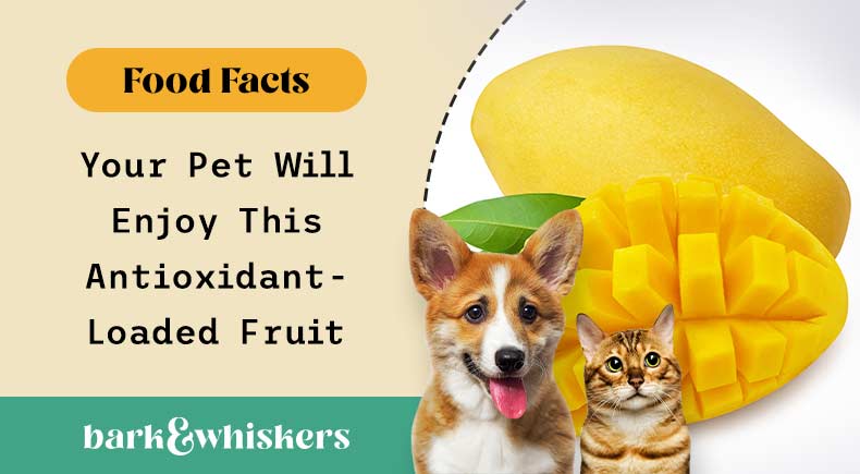 can you feed mango to your pet?