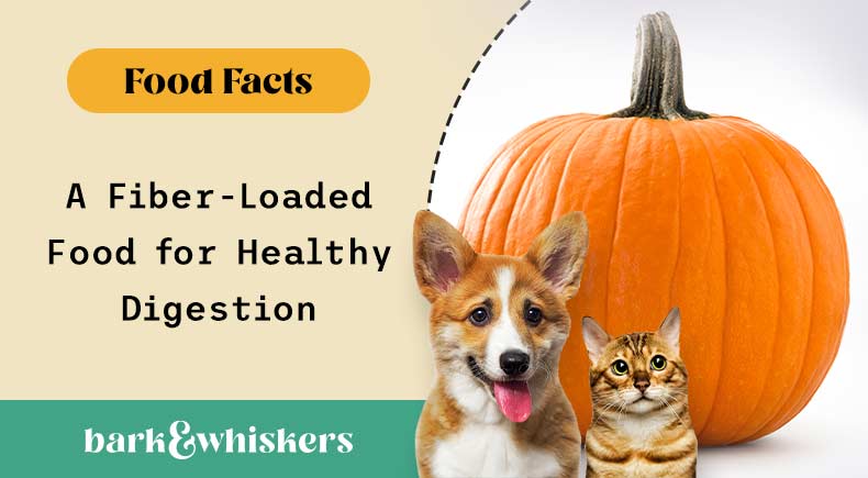 can pets eat pumpkin?