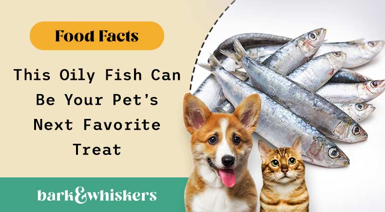 can you feed sardines to your pet?
