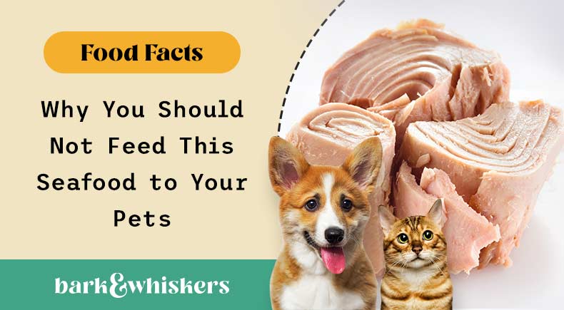 why you shouldn't feed tuna to your pets
