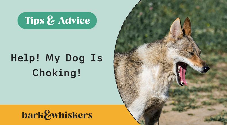 what to do if my dog is choking