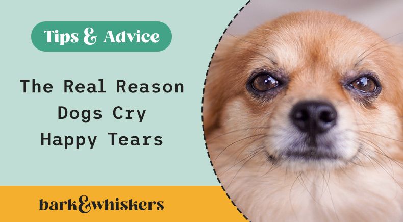 why do dogs cry happy tears