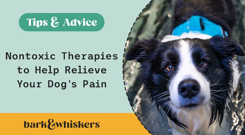 dog pain nontoxic therapies