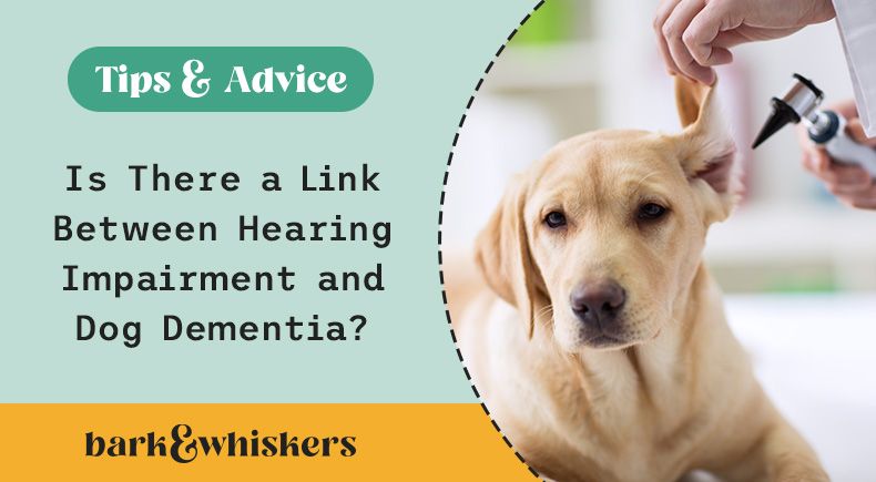 link between hearing decline and dog dementia