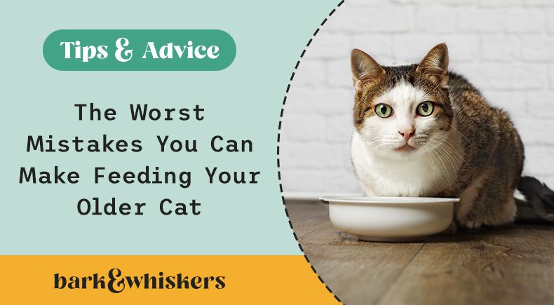 older cat feeding mistakes