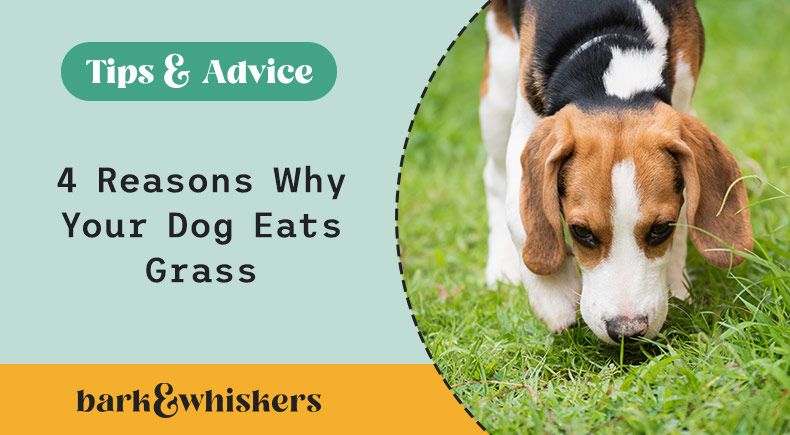 reasons why dogs eat grass