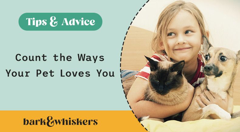 ways pets tell you they love you