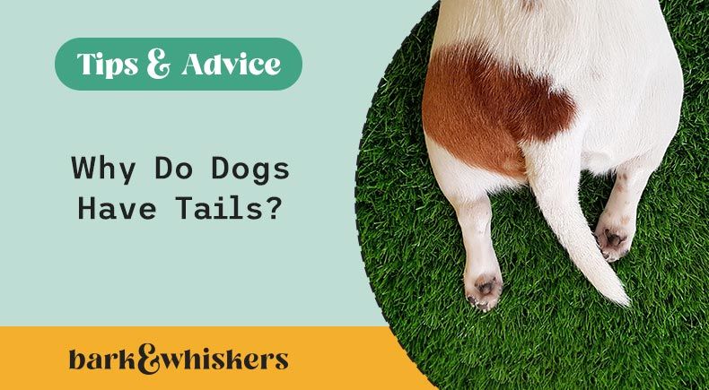 why do dogs have tails