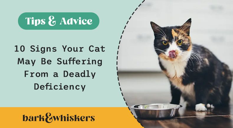 cat thiamine deficiency