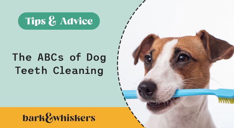 dog teeth cleaning