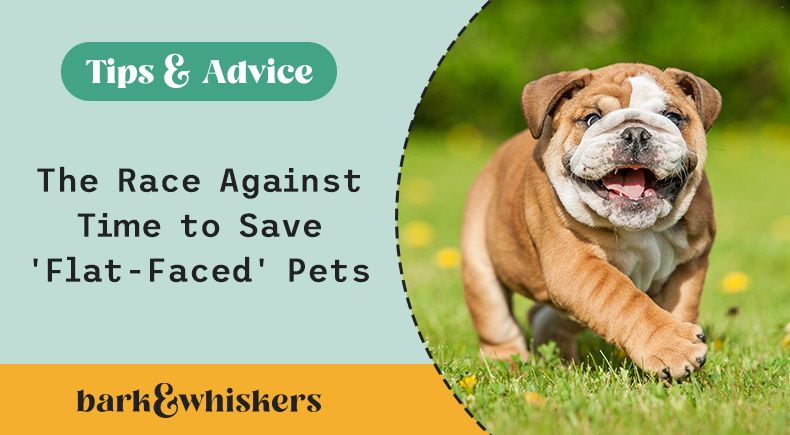 saving brachycephalic dogs