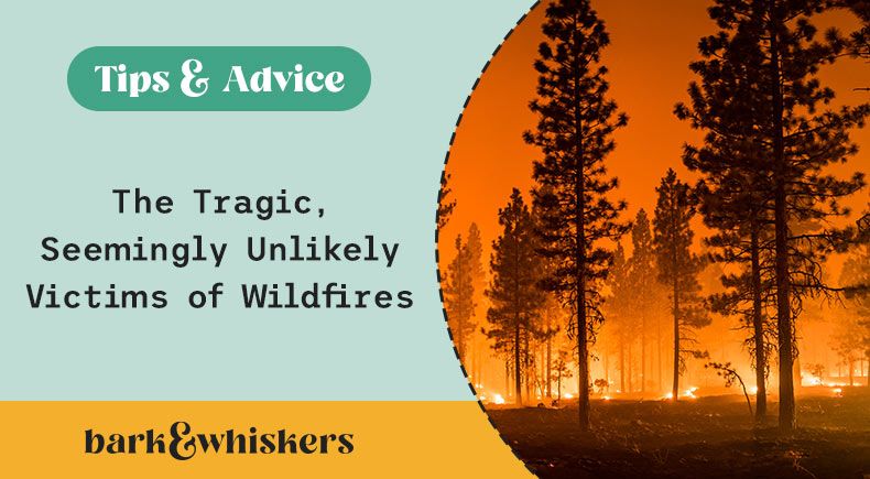 tragic seemingly unlikely victims of wildfires