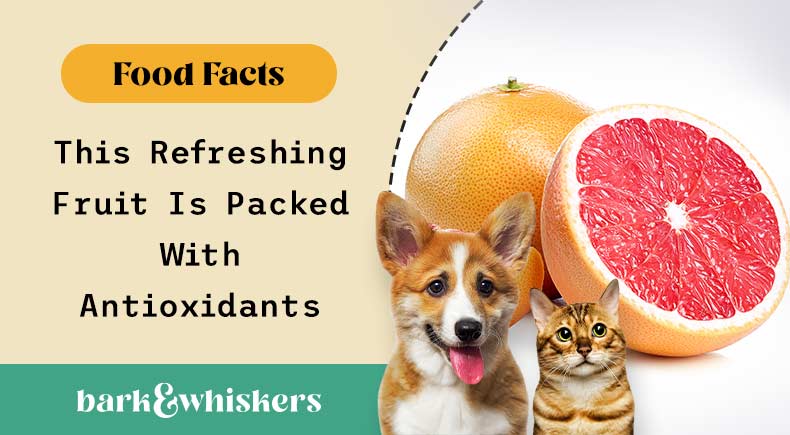 can you feed grapefruit to your pets