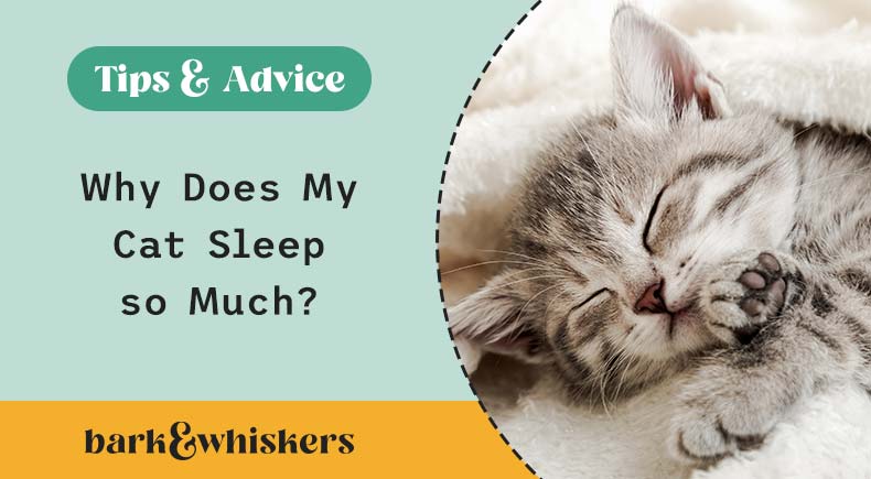 why do cats sleep so much