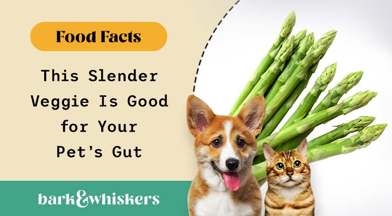 can you feed asparagus to your pets