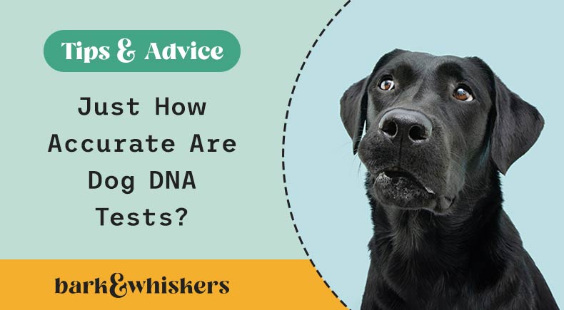 are dog dna tests accurate