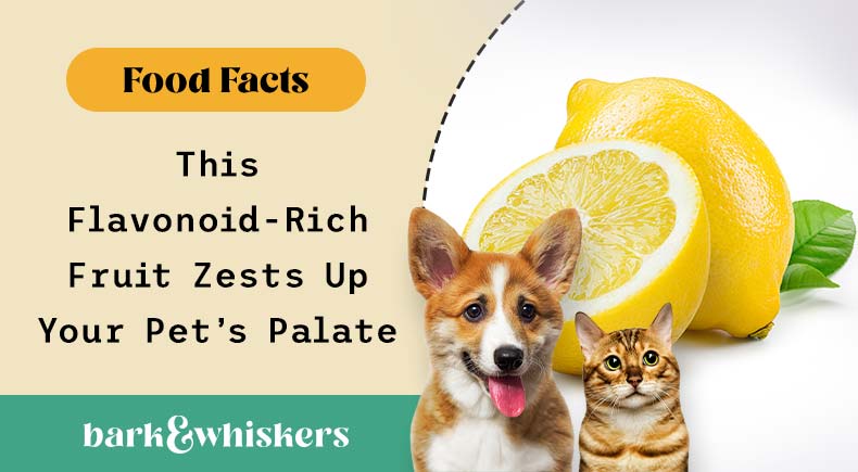 can you feed lemons to your pet