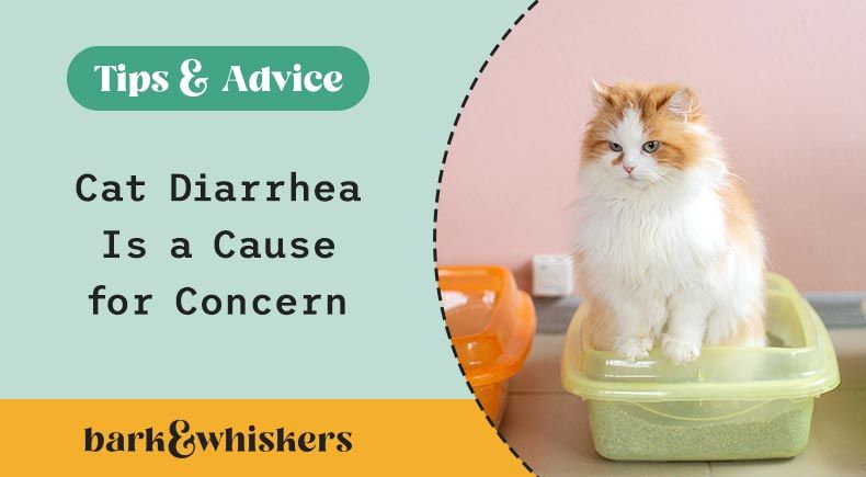 what you should know about feline diarrhea