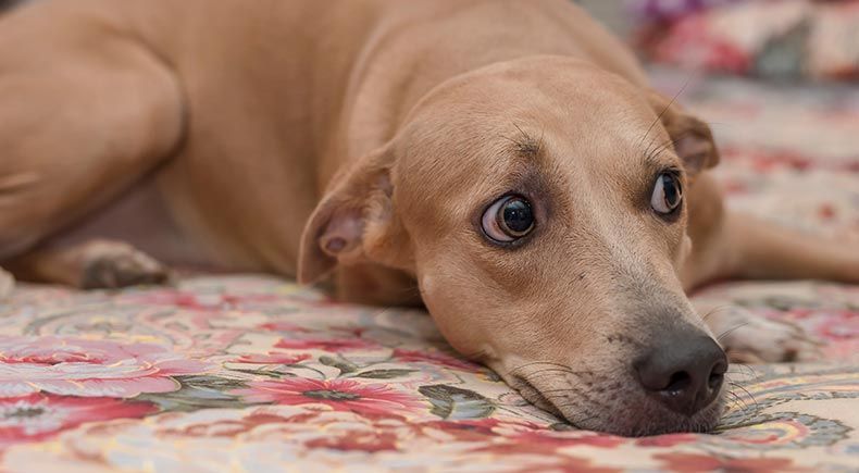 anxious dogs brains