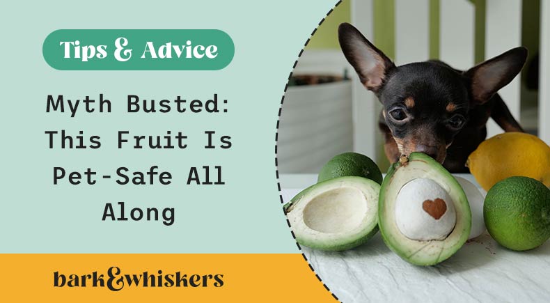 avocado for dogs