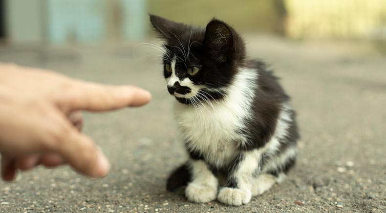 cats understand pointing gestures