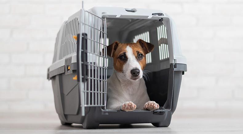 how to get your dog to love his crate