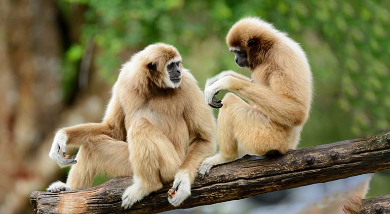 10 animals that mate for life