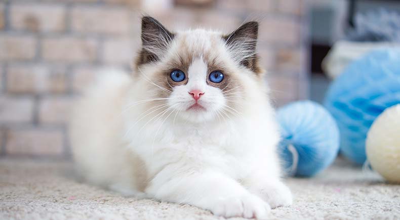 10 ragdoll cat facts