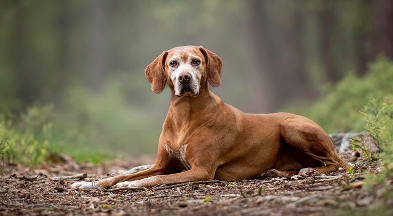 canine personality