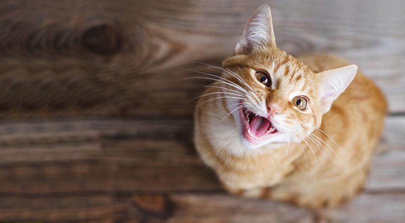 cat fun facts