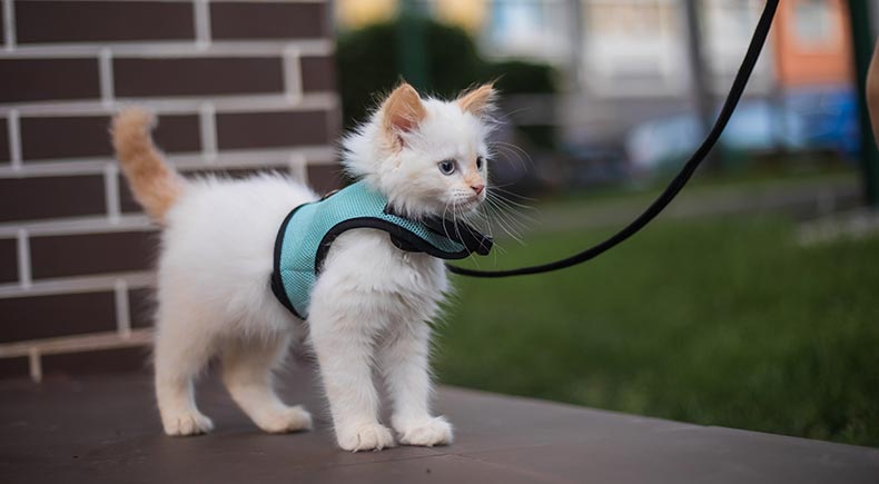 cat leash train
