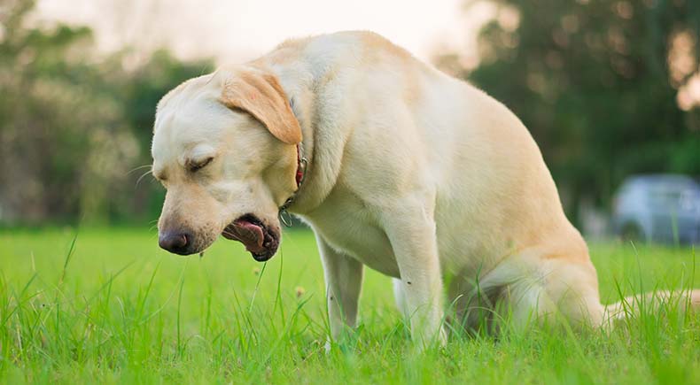 common causes dog coughing