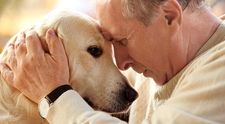 dog dementia