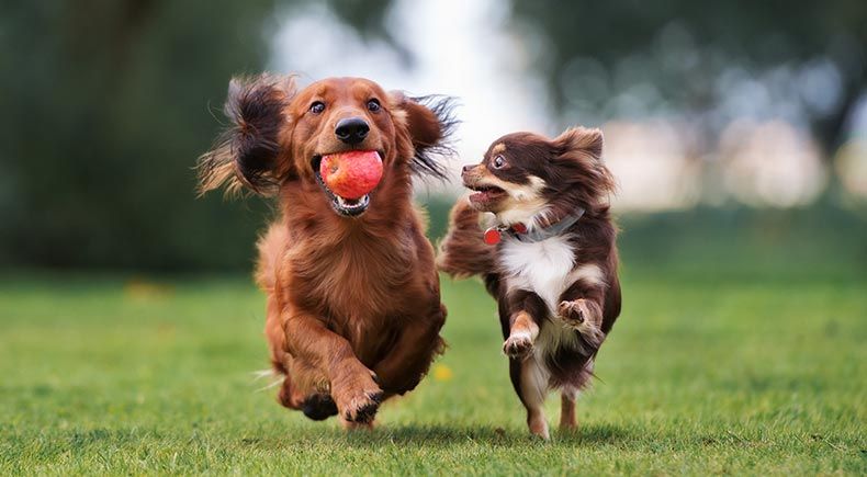 dog park alternatives