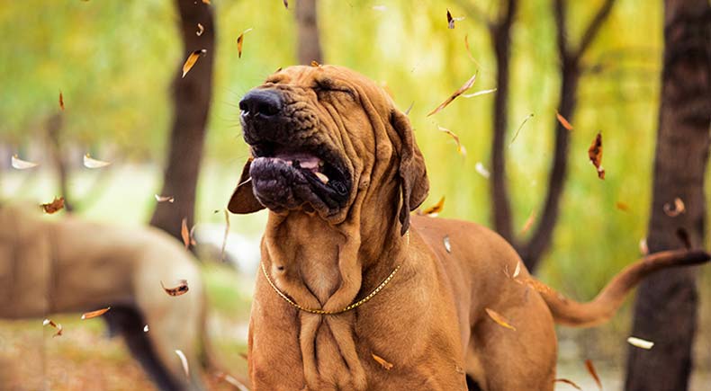 dog sneezing