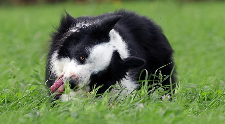 grass eating dogs